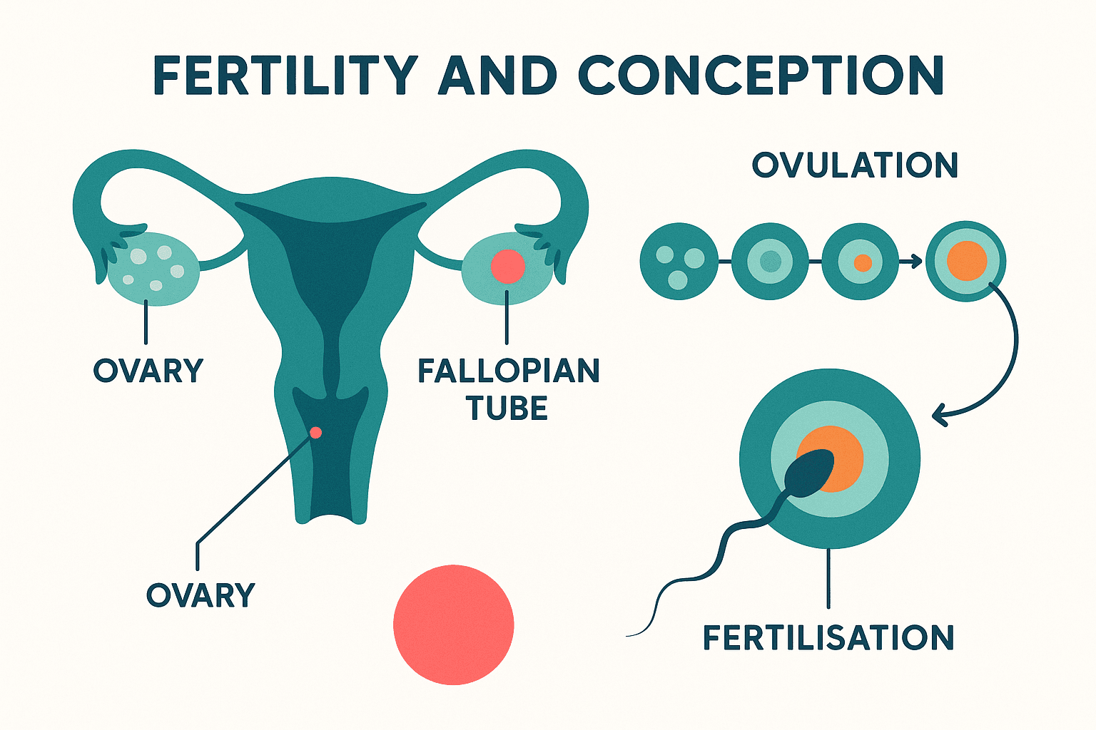 Infertility anatomy diagram