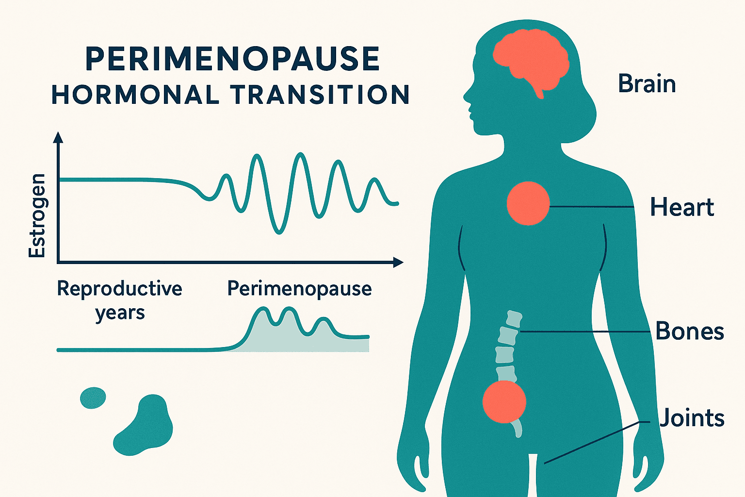 Perimenopause anatomy diagram